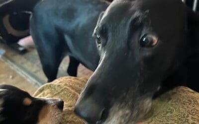 My Work From a Dog’s Perspective